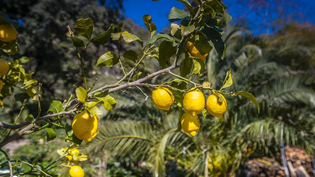 Does a palm tree bear fruit?