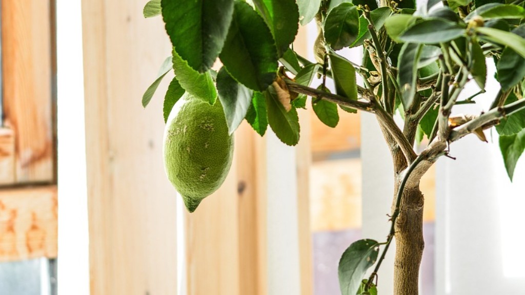How do you grow a lemon tree from a seed?