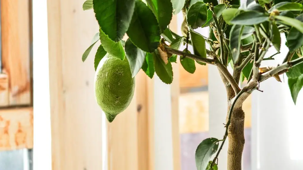 How do you grow a lemon tree from a seed?