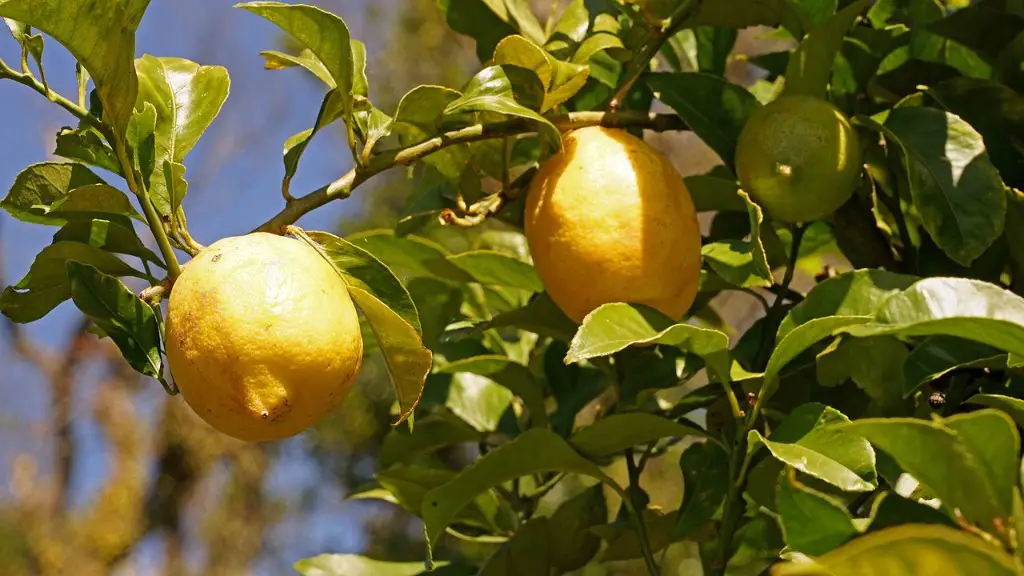 What size pot for meyer lemon tree?