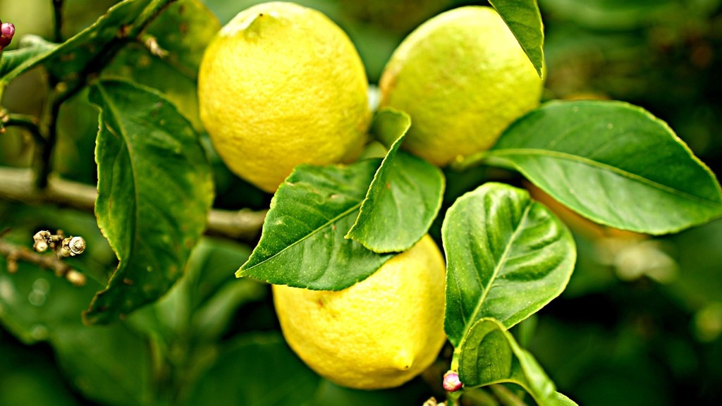 Can You Grow A Lemon Tree From A Branch