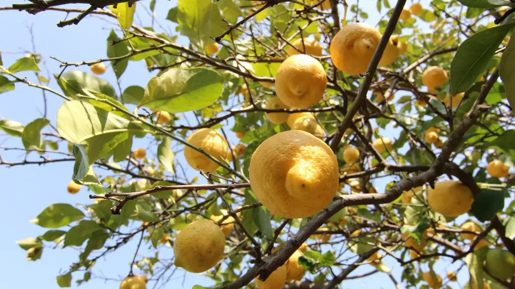 Does lemon tree like acidic soil?