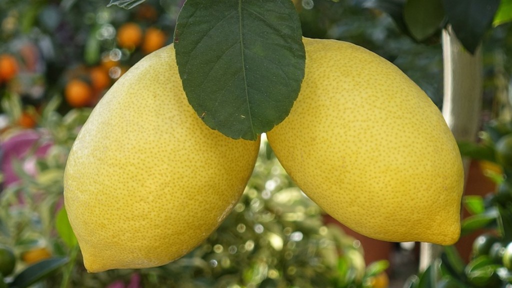When To Prune Lemon Tree In California