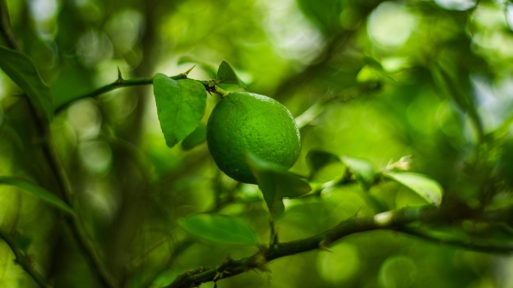How Grow A Lemon Tree From Seed