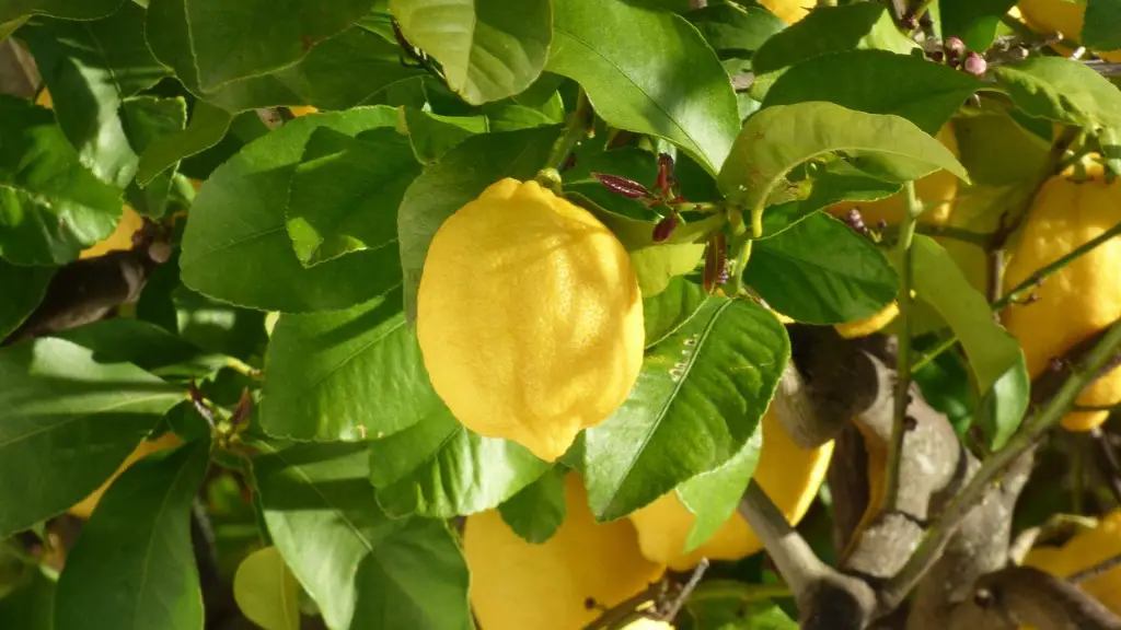 Can you grow a lemon tree indoors from seed?