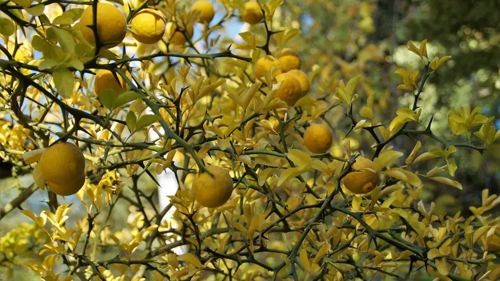 A Parasitic Plant That Grows On An Apple Tree