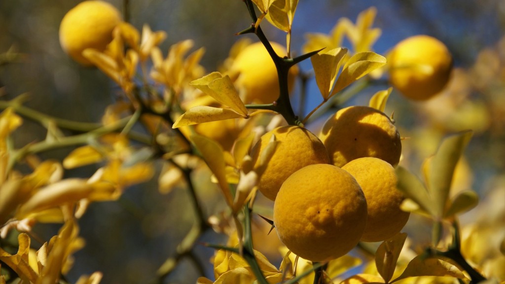 What Do You Need To Grow A Lemon Tree