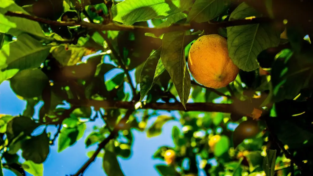 Why do lemon tree leaves turn yellow?