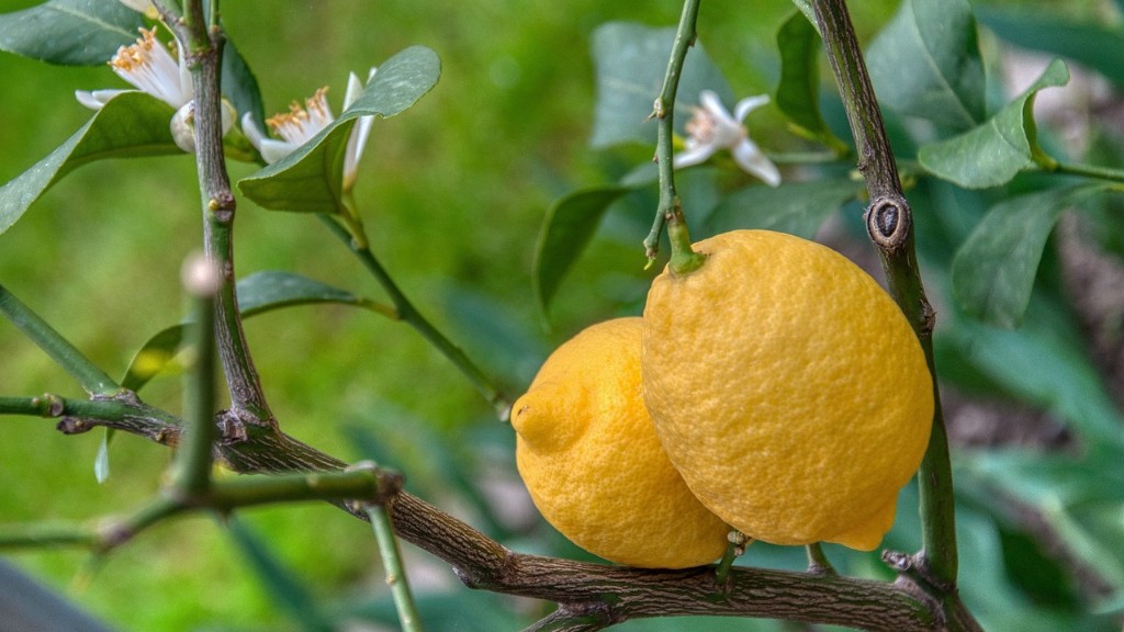 How Lemon Tree Bear Fruit