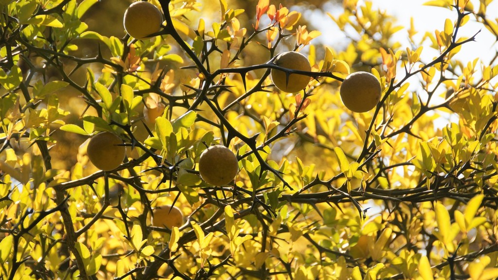 How To Encourage Lemon Tree Growth