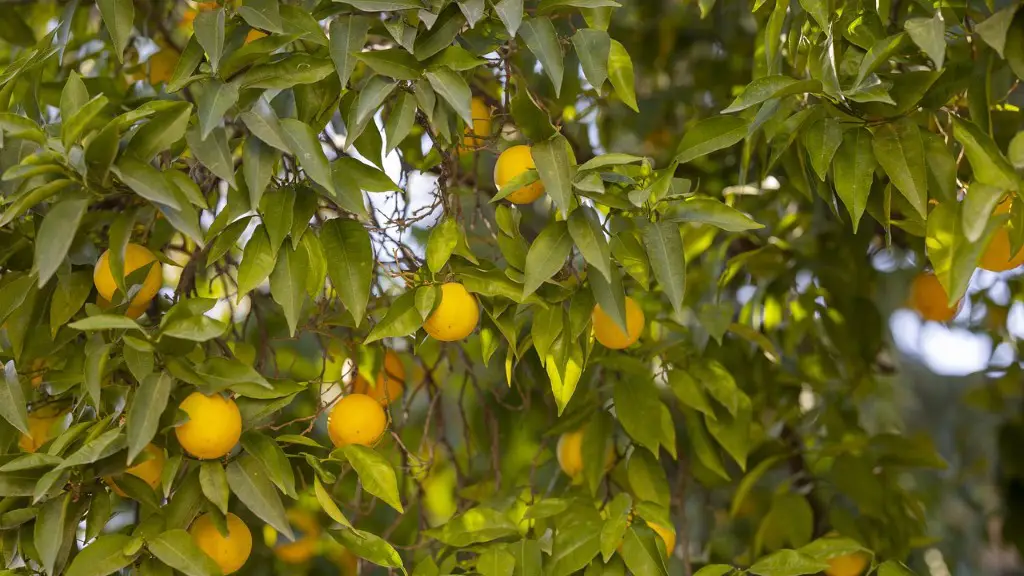 How Many Years For Lemon Tree To Fruit From Seed