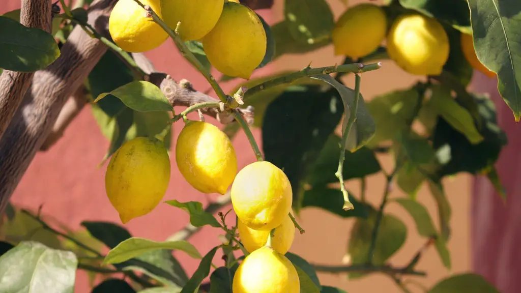 Can I Prune Lemon Tree With Fruit On It