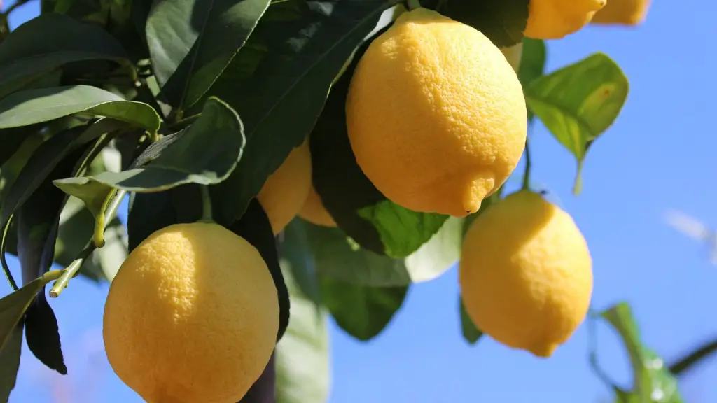 Can a lemon tree grow indoors?