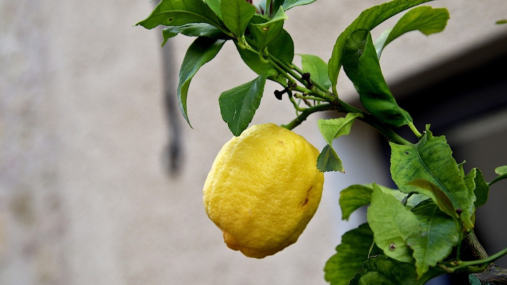 How Many Hours Of Sun Does A Lemon Tree Need
