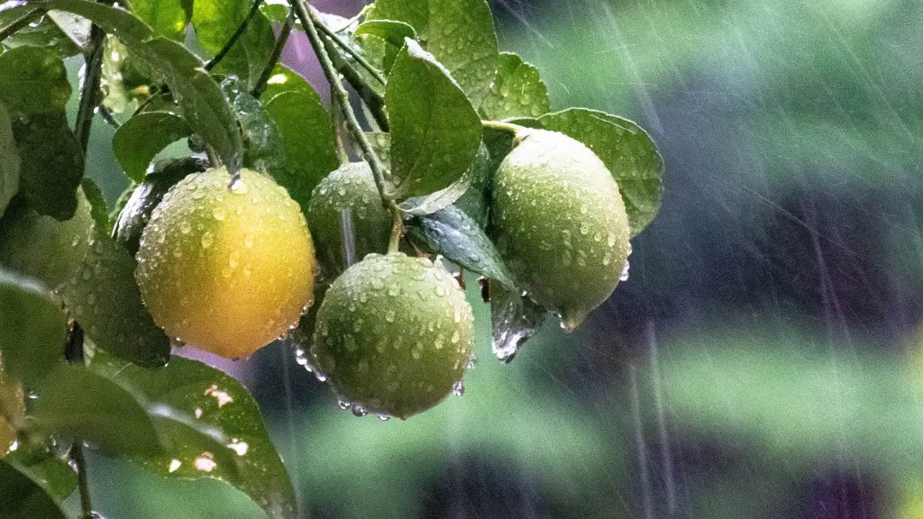 When To Plant Lemon Tree In California