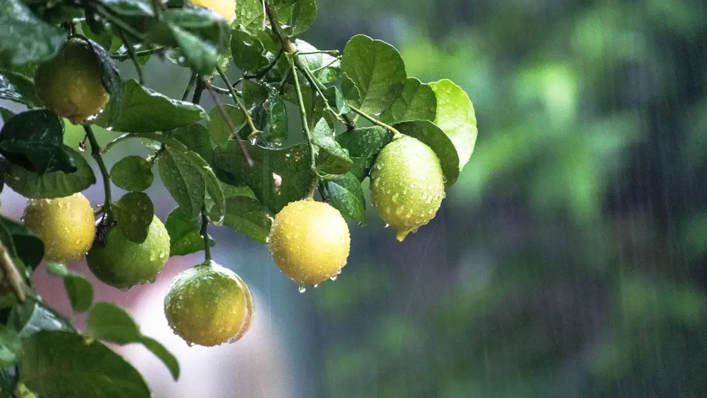 How To Grow A Lemon Tree In Georgia