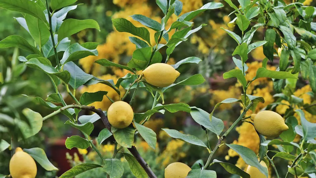 Why Are My Leaves Falling Off My Lemon Tree