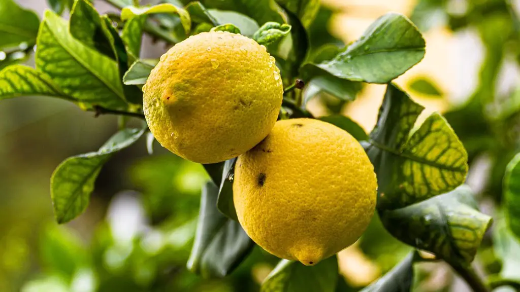 How To Care For A Citrus Lemon Tree