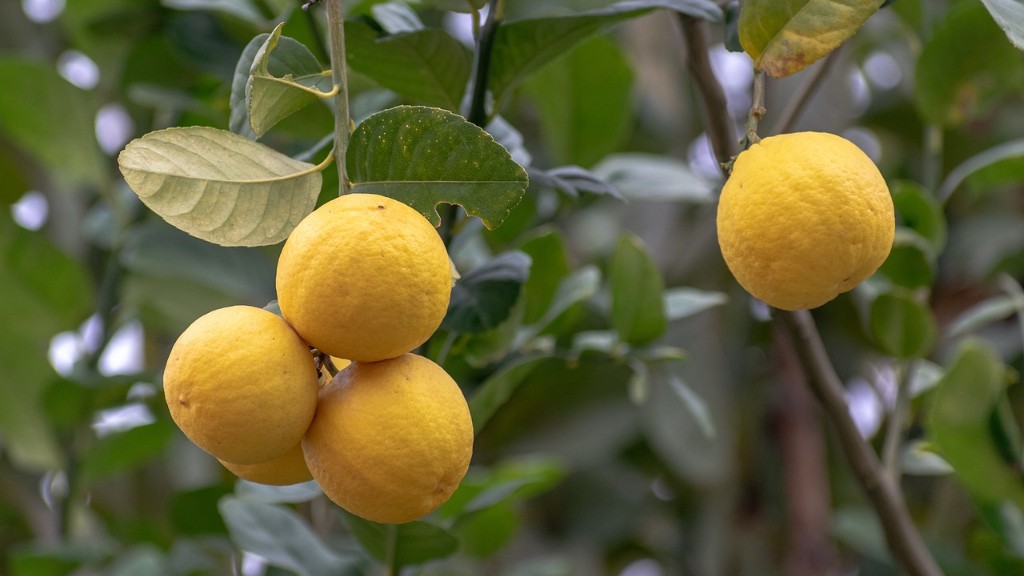 When To Pick Lemons Off A Lemon Tree