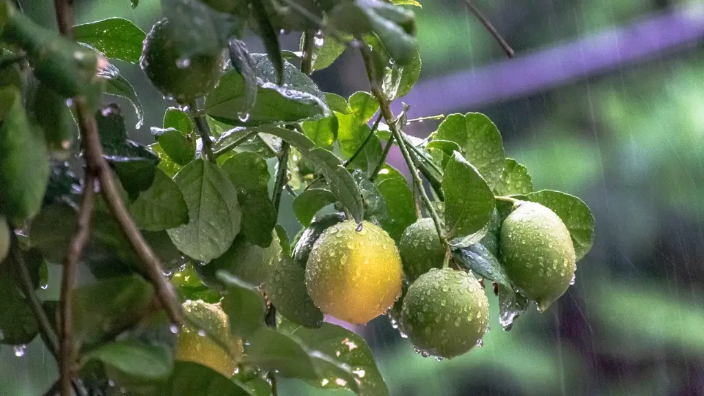 When Can A Lemon Tree Go Outside