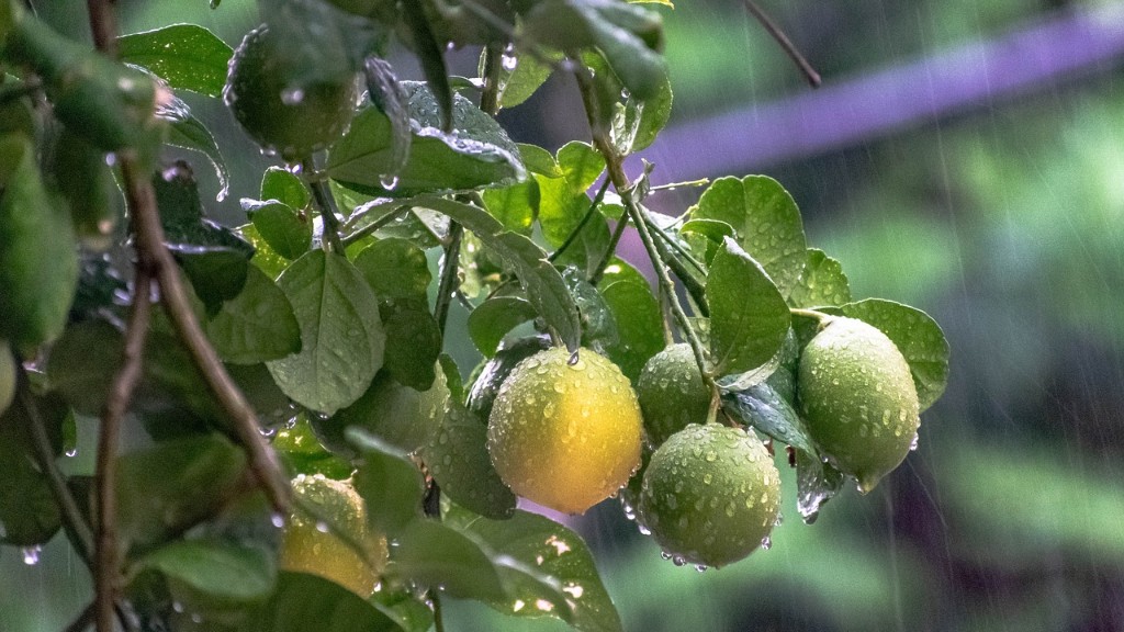 How To Save An Overwatered Lemon Tree