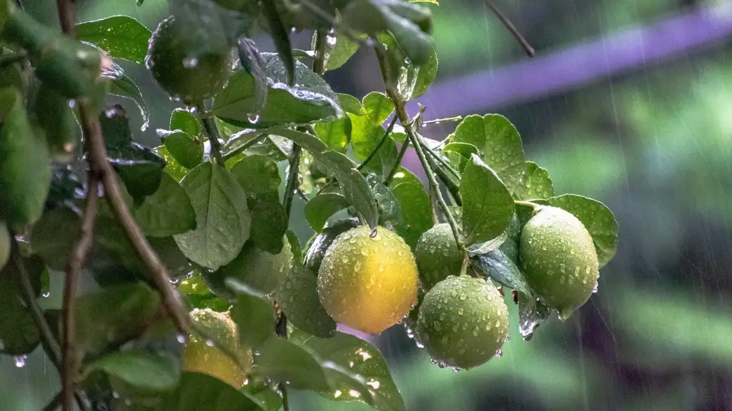 How To Save An Overwatered Lemon Tree