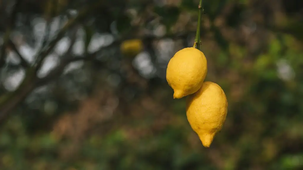 How often should you water a lemon tree?