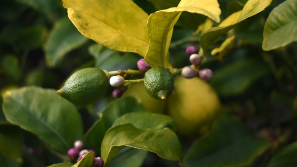 What Causes Lemon Tree Leaves To Turn Yellow