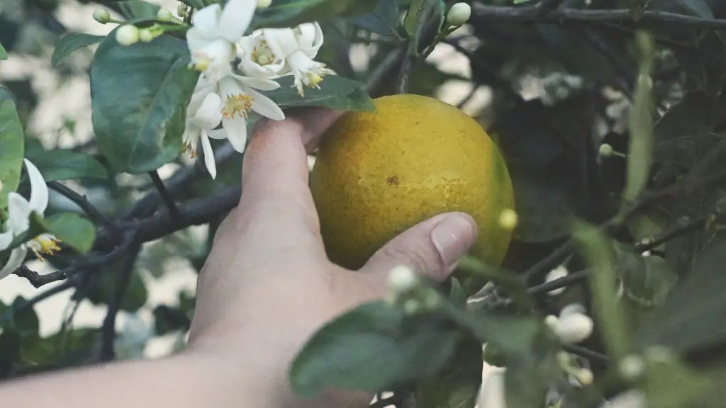 Can You Grow A Dwarf Lemon Tree In A Pot