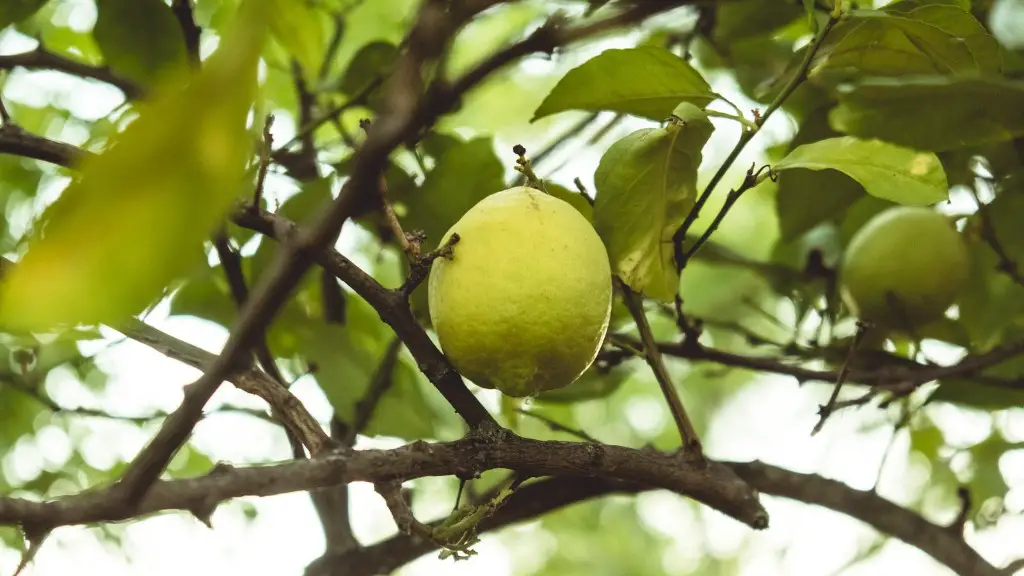 Can You Grow A Lemon Tree In Tennessee