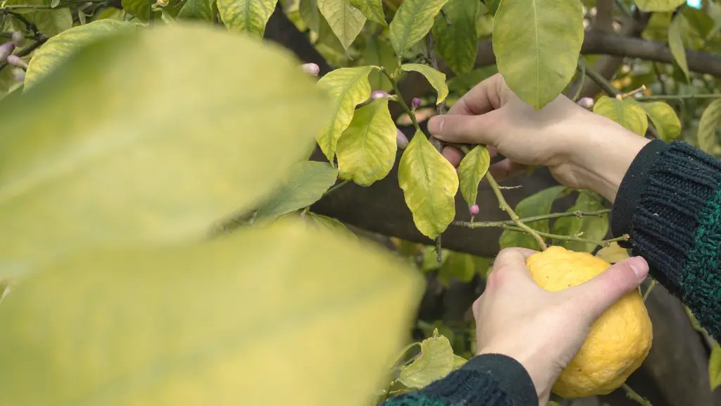 Can U Grow Lemon Tree In Pot