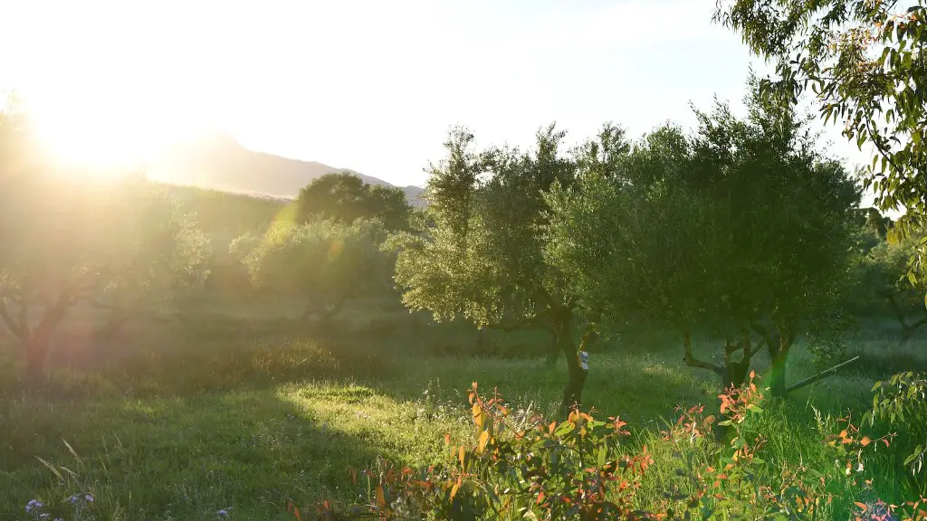 How To Water An Apple Tree