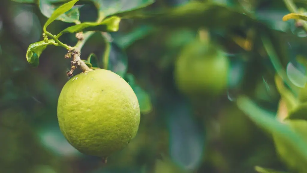 What time of year do you prune an apple tree?