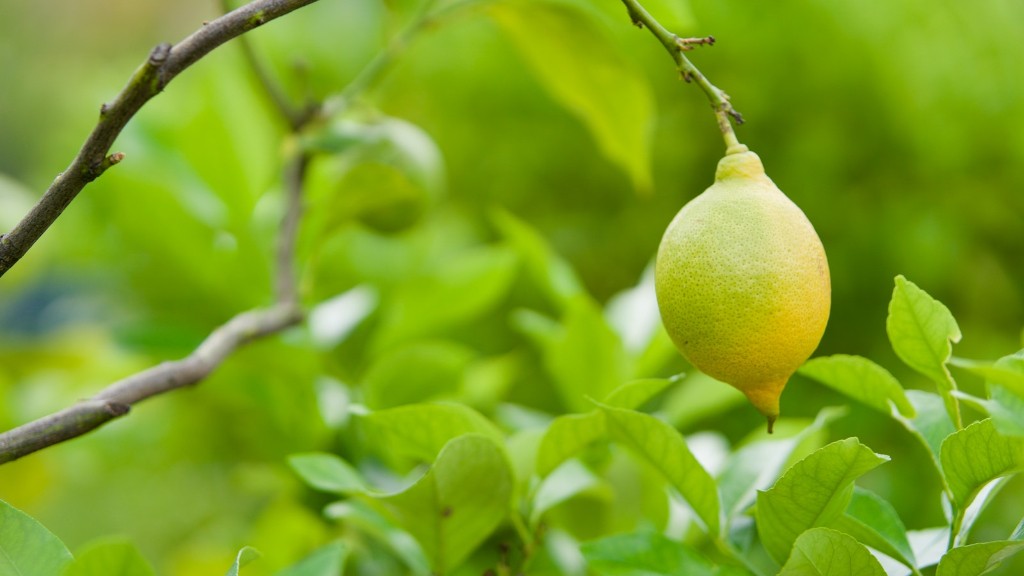 Does Lemon Tree Survive Winter