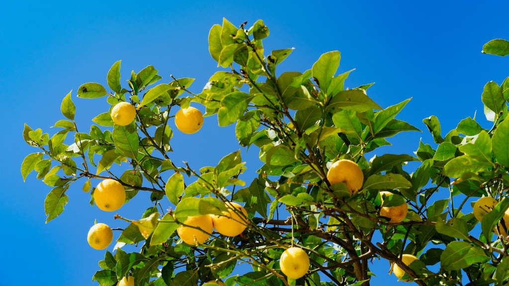 How Cold Is Too Cold For A Lemon Tree