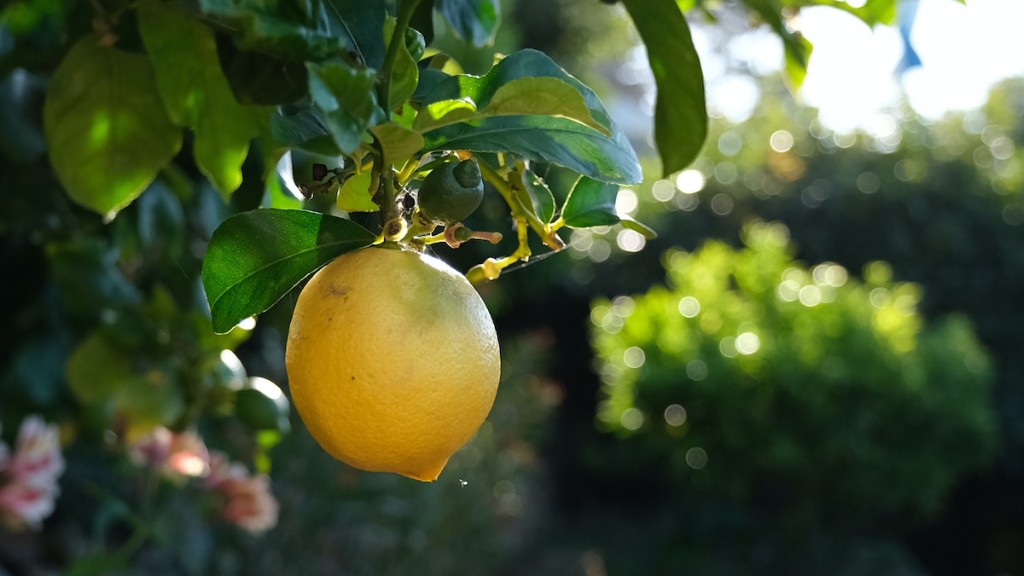 How Do You Prune A Small Lemon Tree