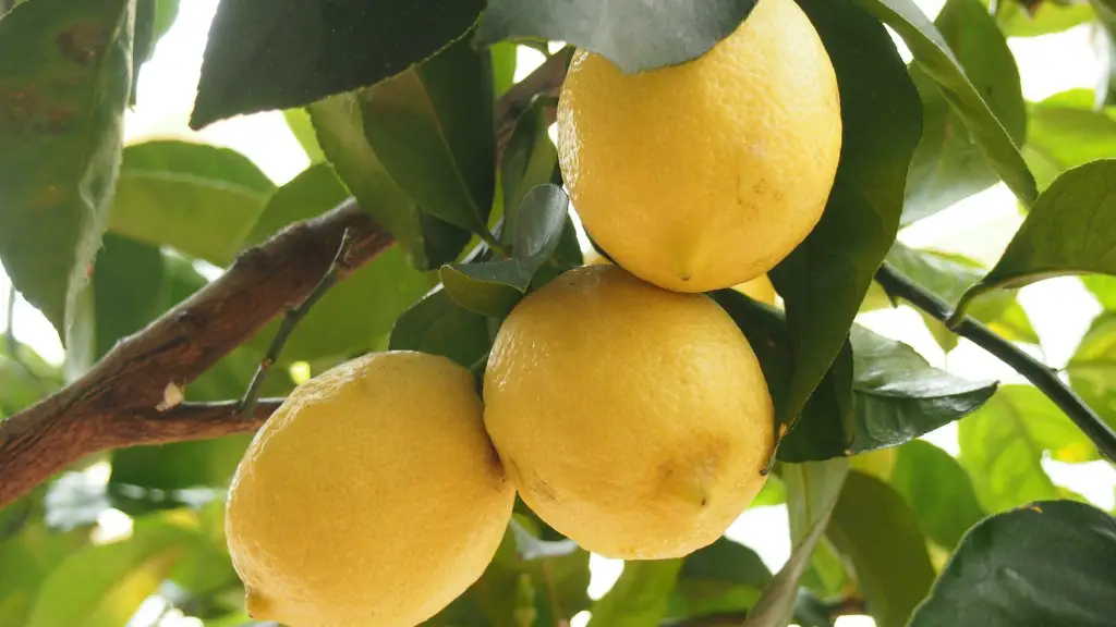 Can you grow a lemon tree in nyc?