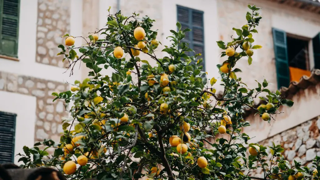 When Does Lemon Tree Give Fruit