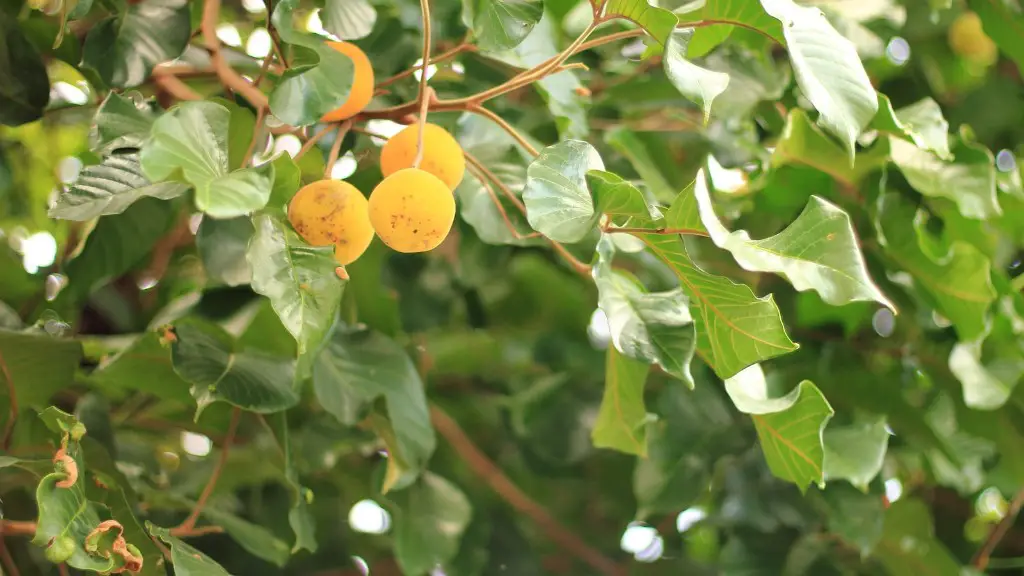Can I Prune My Lemon Tree In Summer