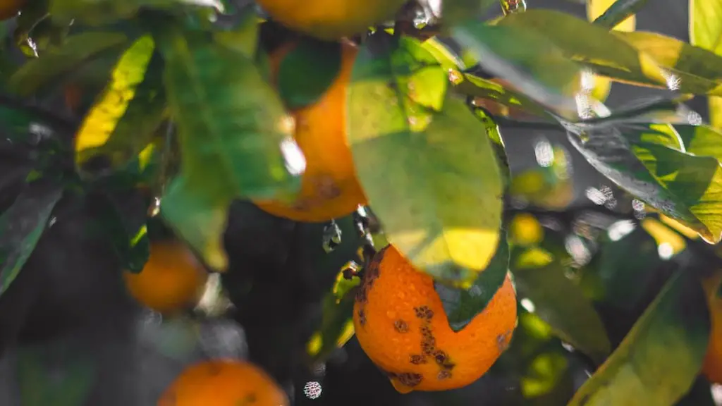 How much water does an apple tree need a day?