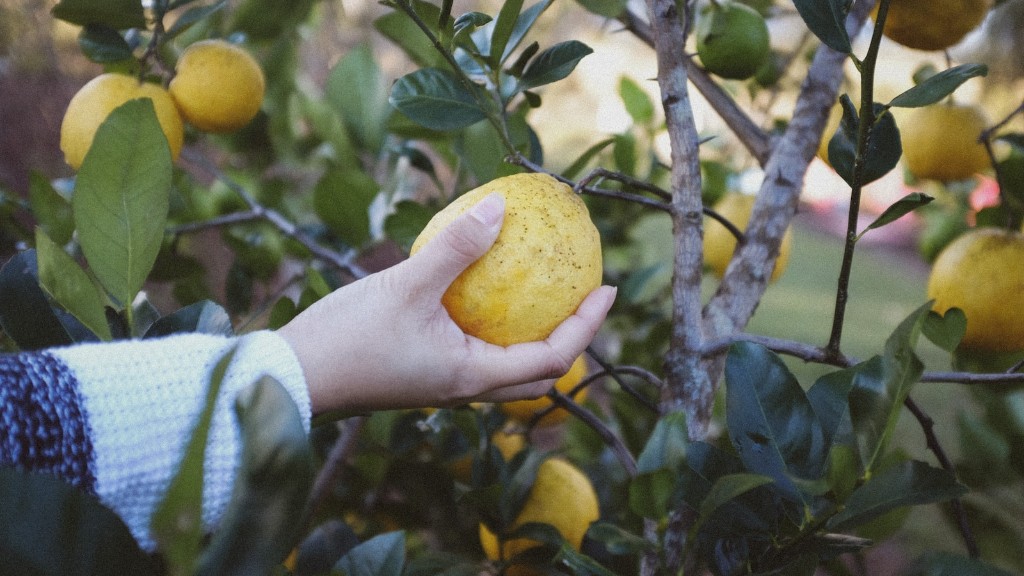 Can a lemon tree grow in ohio?