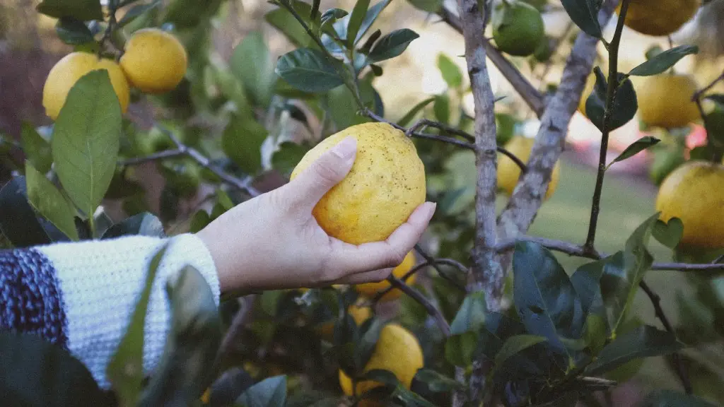 How To Grow An Avocado Tree From The Pit