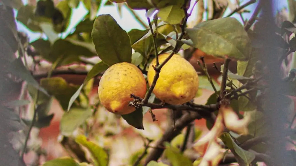 How to prune a lemon tree in a pot?