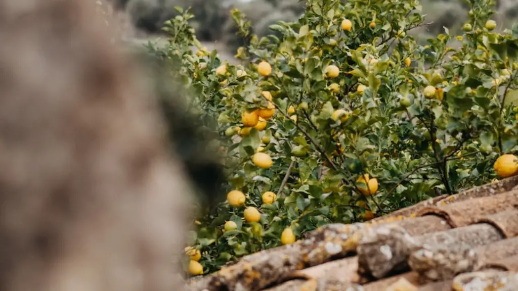 How Big A Pot For Lemon Tree