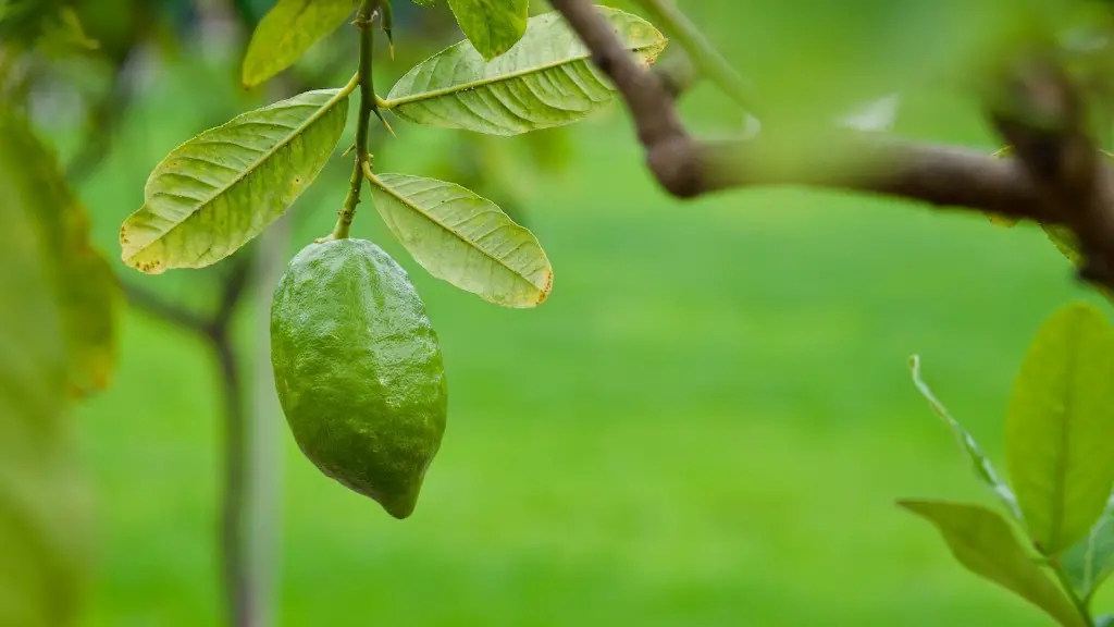 What Animal Eats Lemons Off A Tree