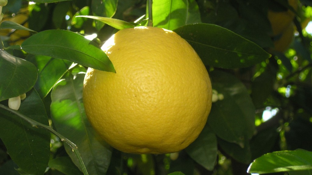 Can I Keep A Lemon Tree In A Pot