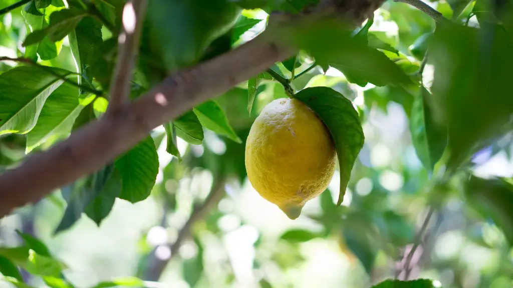 How long does lemon tree take to fruit?