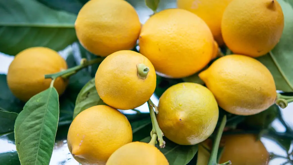 What Does A Young Lemon Tree Look Like