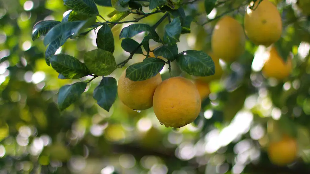 How Many Years Does A Lemon Tree Produce Fruit