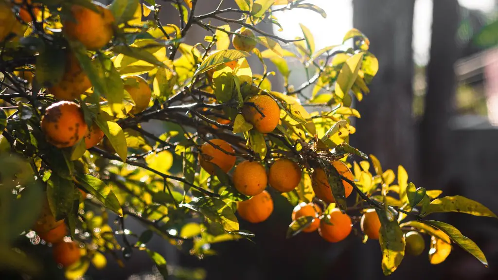 How long does lemon tree take to fruit?